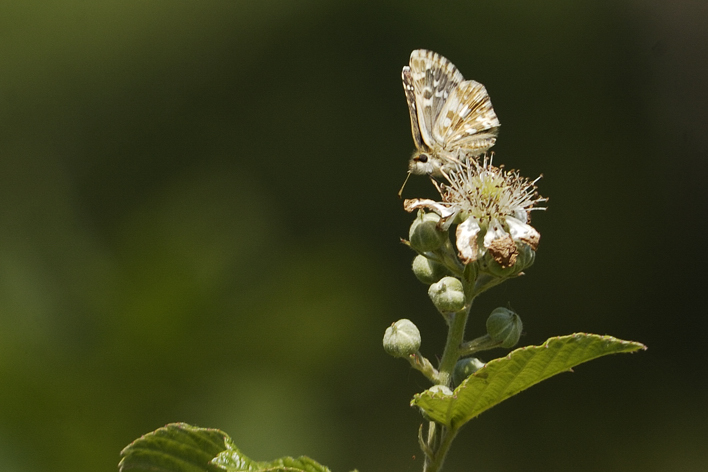 Identificazione Pyrgus